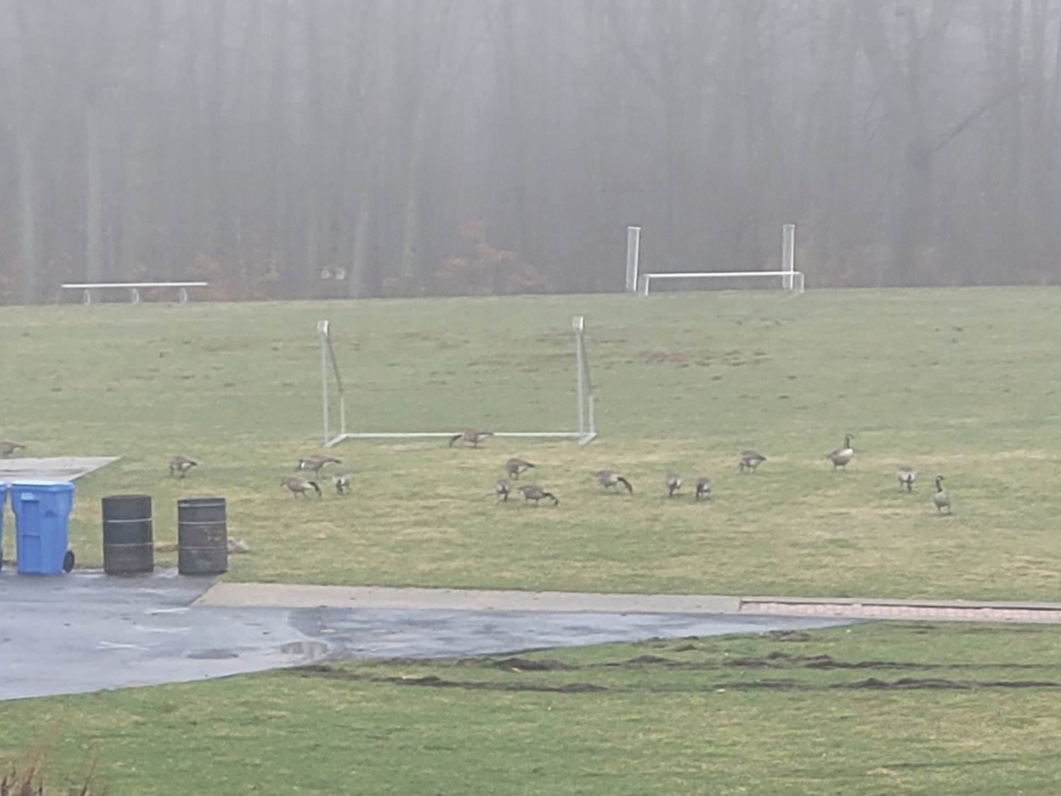 FLYING V ON THE SOCCER FIELD: Geese made use of Johnston's soccer fields during Saturday's announcement, inside the nearby Indoor Recreation Center, of federal funds to rebuild the complex, replacing grass with artificial turf.